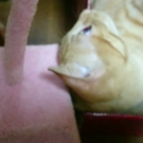 むぎっちゅ☆ペシペシの画像