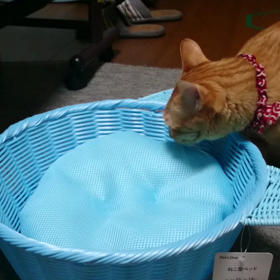 むぎっちゅ☆猫型ベット動画の  画像