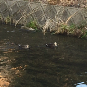 かるがも？かも・・・の画像