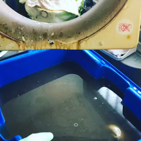 油汚れいっきに落とす！の画像