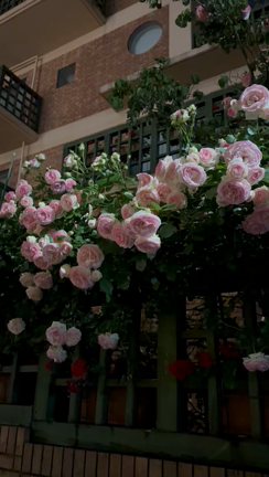 夜の薔薇もきれいの記事動画
