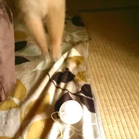 我が家の番犬の画像