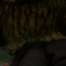 この頃のレオちゃんって。。の画像