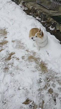 庭駆け回るワンコ、野菜ゴロゴロシチューの記事動画