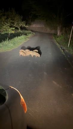 道路にウリ坊が８匹もいるし、生ビールにラーメンの記事動画