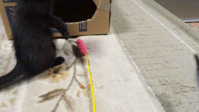 ネコの記事動画