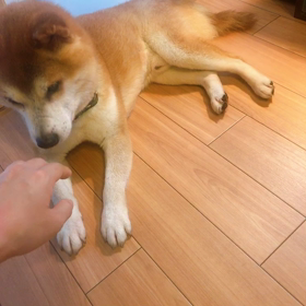 撫でていいよの画像