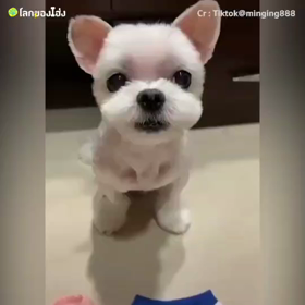 ワンコもお気に入りのお召し物が。。の画像