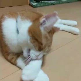 ちゃちゃ丸通信 第12号ー！の画像