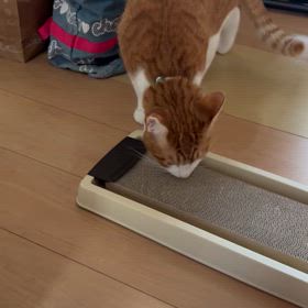 ちゃちゃ丸通信 第20号ー！の画像