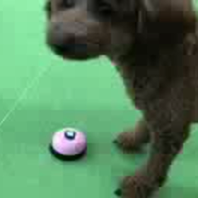 犬の幼稚園の画像