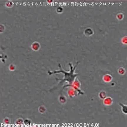 体は内側から修復する　札幌スポーツケア治療室の記事動画