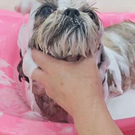 お顔シャンプー動画の画像