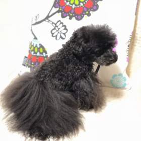 背中が分厚いの画像