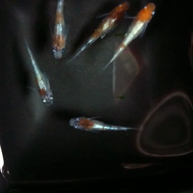 分ける用のタモの画像