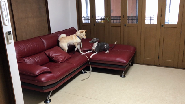 2018/06/12の記事動画