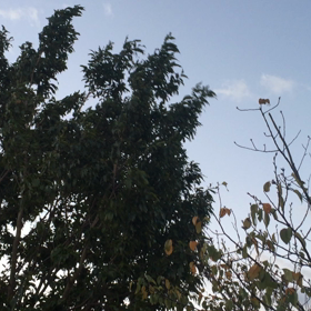 朝ブログ復活☆　夜明け前に起きたぞっと♬の画像