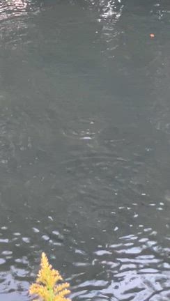 現代日本ここらの朝の情景の記事動画