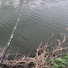 2/24　淀川水系　ボーズの画像