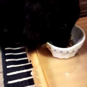 仲良くごはんの画像