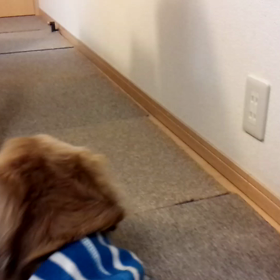 犬とボールと私の足の画像