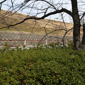 　春告鳥　練習中の画像