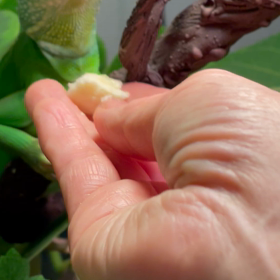 バジルが虫以外の物を初めて食べた日の画像
