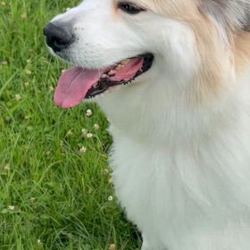 グレートピレニーズ ❄️ダンクの夏の画像