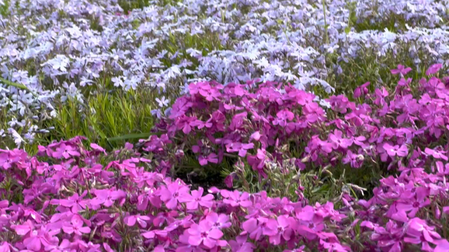 GW記録～富士芝桜まつり♪の記事動画