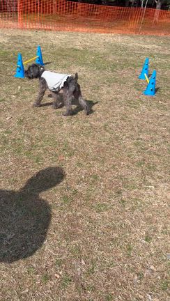 ドッグフレンドリーフェスタ in 古河公方公園の記事動画