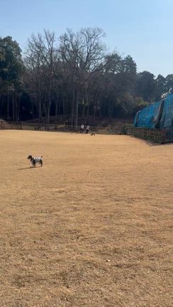 大好きな犬森へ　2026.2.22の記事動画
