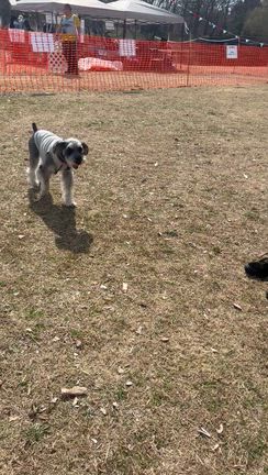 ドッグフレンドリーフェスタ in 古河公方公園の記事動画