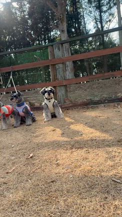 大好きな犬森へ　2026.2.22の記事動画