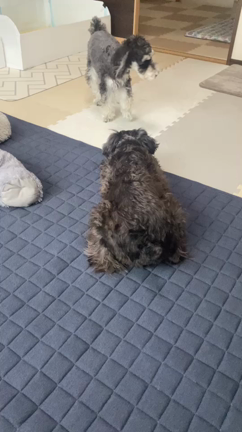 楽しそうでなによりの記事動画