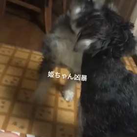 まだ2わんだったころーの画像