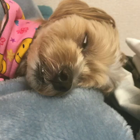 夢をみる犬の画像