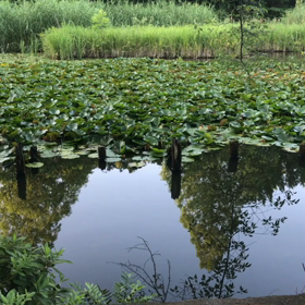 早朝の湖面の景色がこれまた美しや。。。の画像