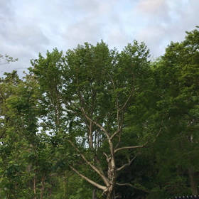 早朝おさんぽでこんな「美声」に出会いました！の画像