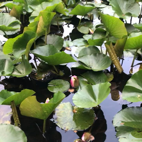 蓮の花が開き始めましたよ。。。の画像