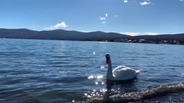 白鳥の湖。の記事動画