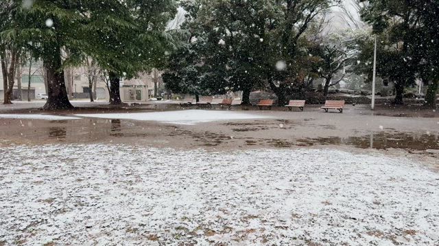 昨日からの雪。の記事動画