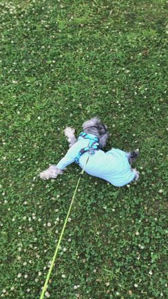 愛犬漢方相談を受けました。の記事動画