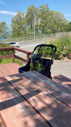 愛犬と食事して楽しかった56歳の私の記事動画