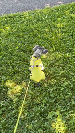 愛犬と食事して楽しかった56歳の私の記事動画