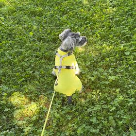 愛犬と食事して楽しかった56歳の私の画像