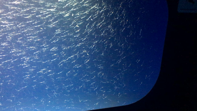 水族館の再定義の記事動画