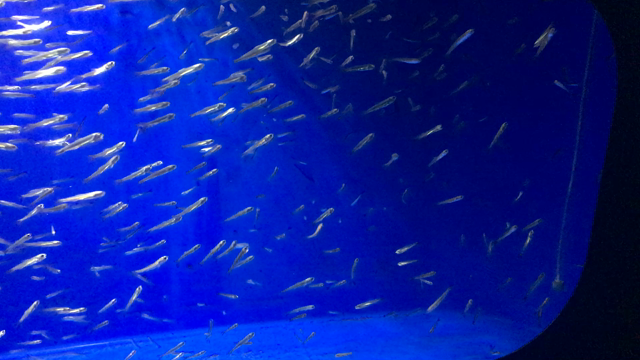 水族館の再定義の記事動画