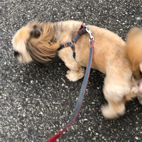 ヘミ散歩の画像