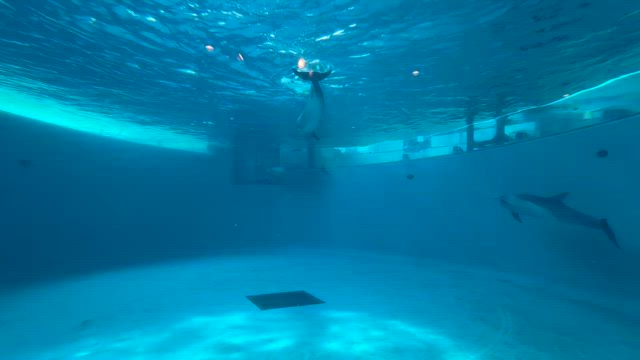 海響館を満喫！の記事動画
