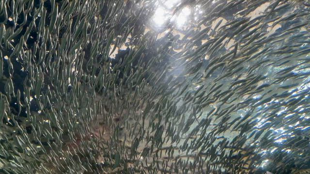 海響館を満喫！の記事動画